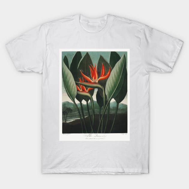 Bird of Paradise Antique Botanical Illustration T-Shirt by moonandcat